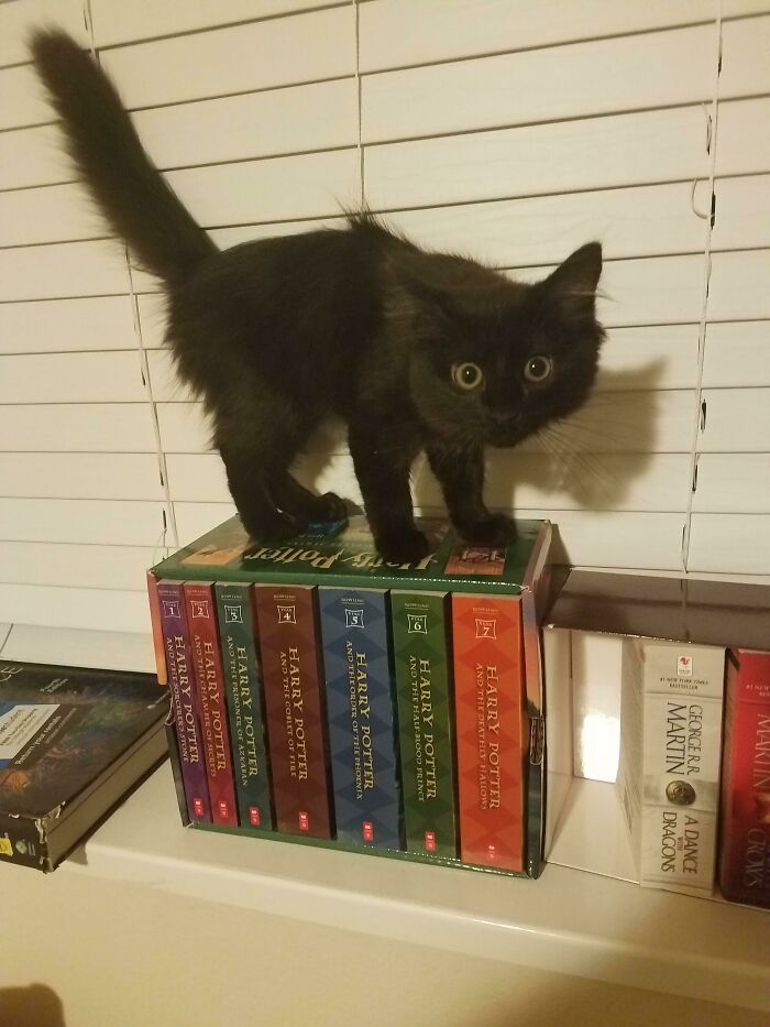 27 fotos que comprovam que todos os gatos são uns idiotas 14