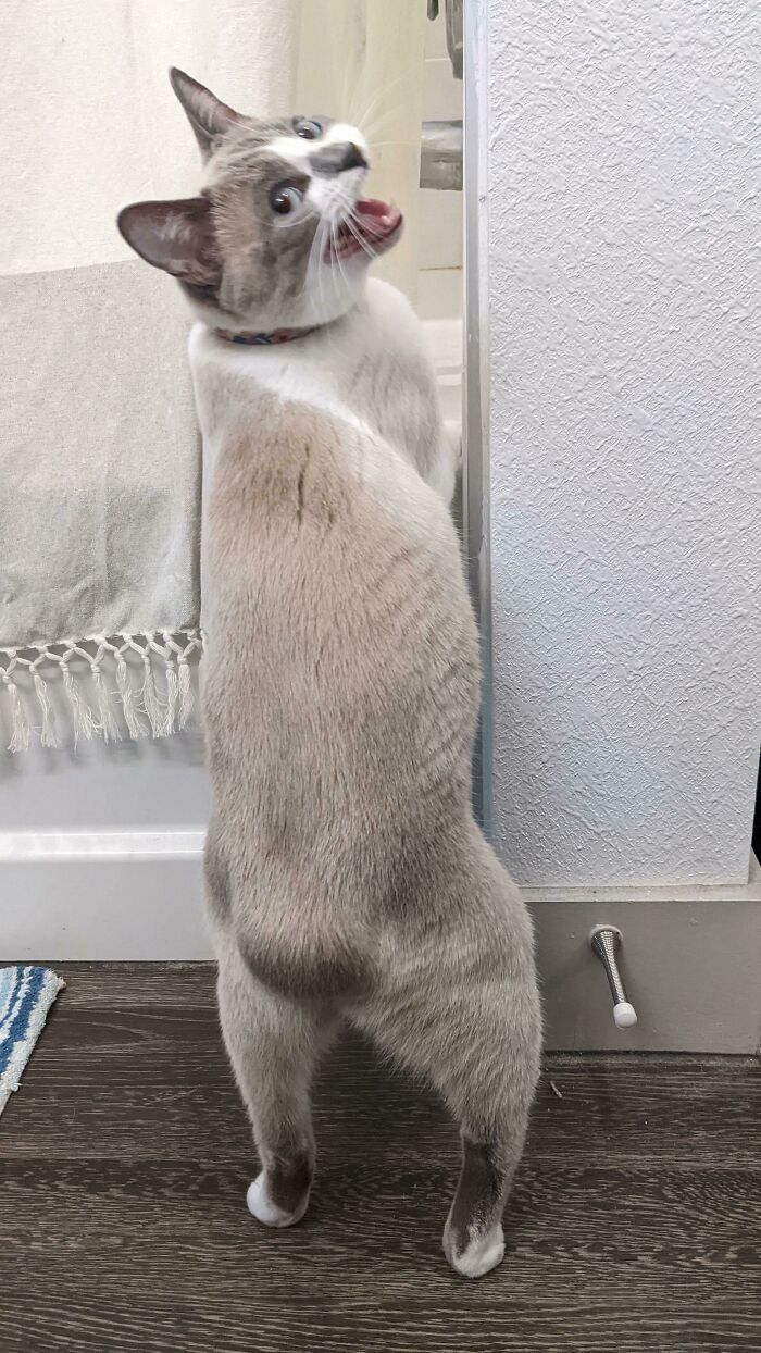 27 fotos que comprovam que todos os gatos são uns idiotas 15