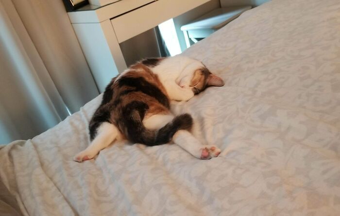 27 fotos que comprovam que todos os gatos são uns idiotas 17