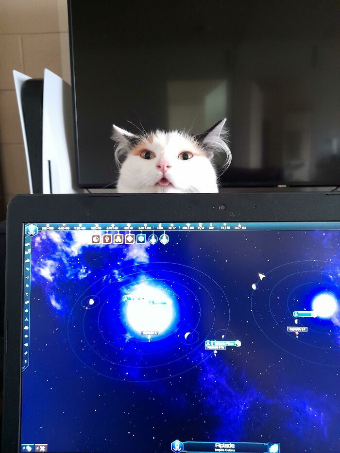 27 fotos que comprovam que todos os gatos são uns idiotas 18