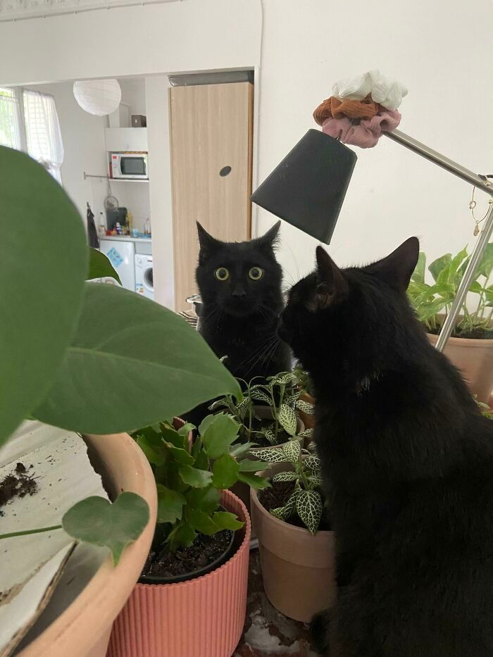 27 fotos que comprovam que todos os gatos são uns idiotas 21