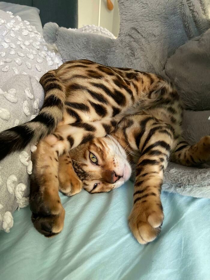 27 fotos que comprovam que todos os gatos são uns idiotas 23