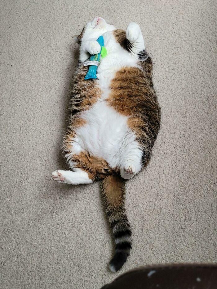 27 fotos que comprovam que todos os gatos são uns idiotas 24