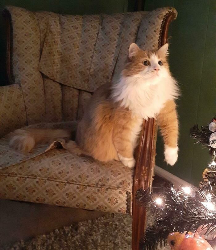 27 fotos que comprovam que todos os gatos são uns idiotas 25