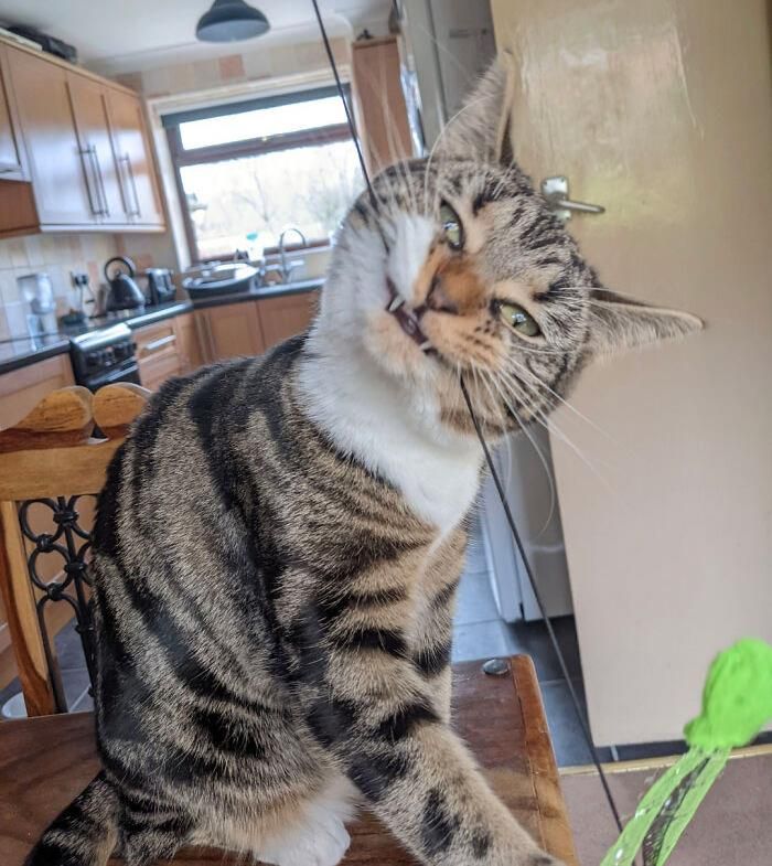 27 fotos que comprovam que todos os gatos são uns idiotas 26