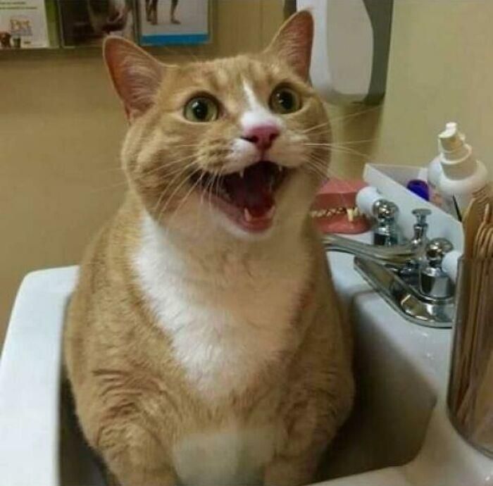 27 fotos que comprovam que todos os gatos são uns idiotas 27