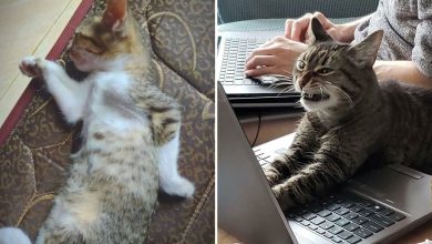 27 fotos que comprovam que todos os gatos são uns idiotas 18