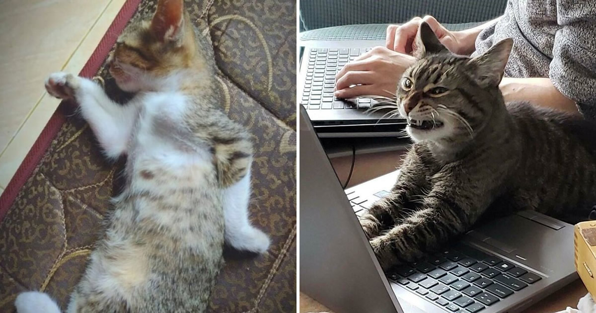 27 fotos que comprovam que todos os gatos são uns idiotas