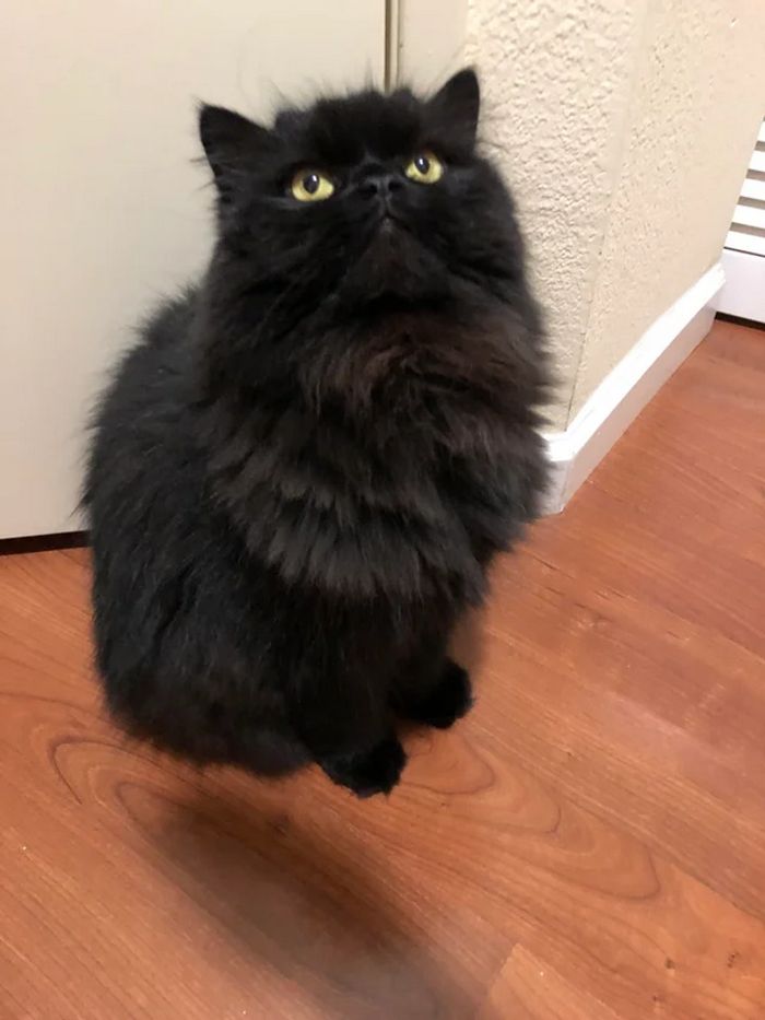 16 fotos que mostram que seu cérebro pode facilmente enganá-lo e contar uma história totalmente diferente 1