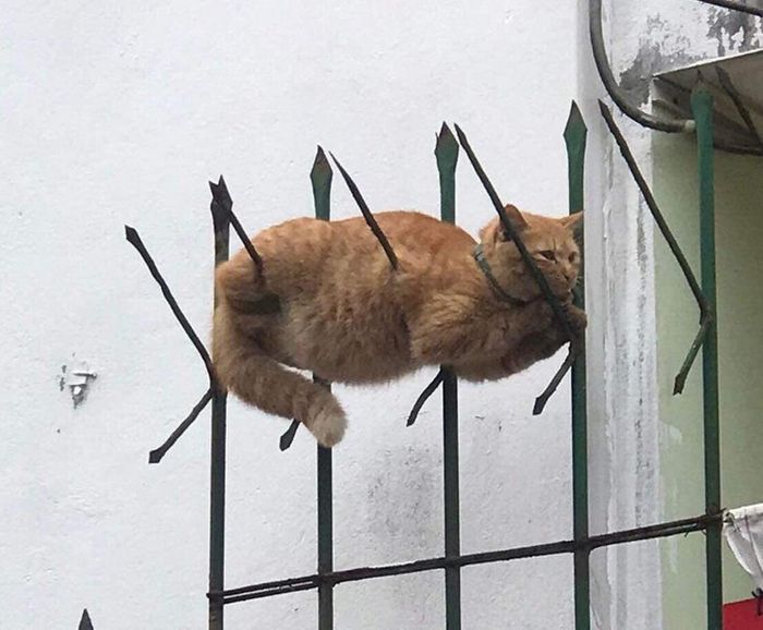 16 fotos que temos que olhar duas vezes para entender 3