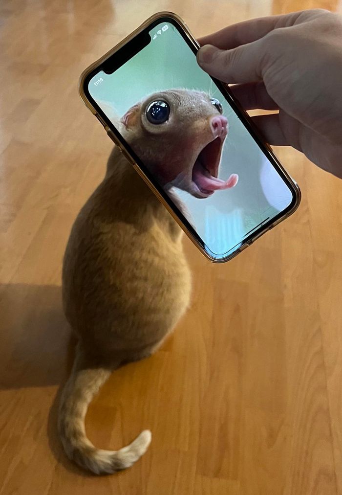 16 fotos que temos que olhar duas vezes para entender 11