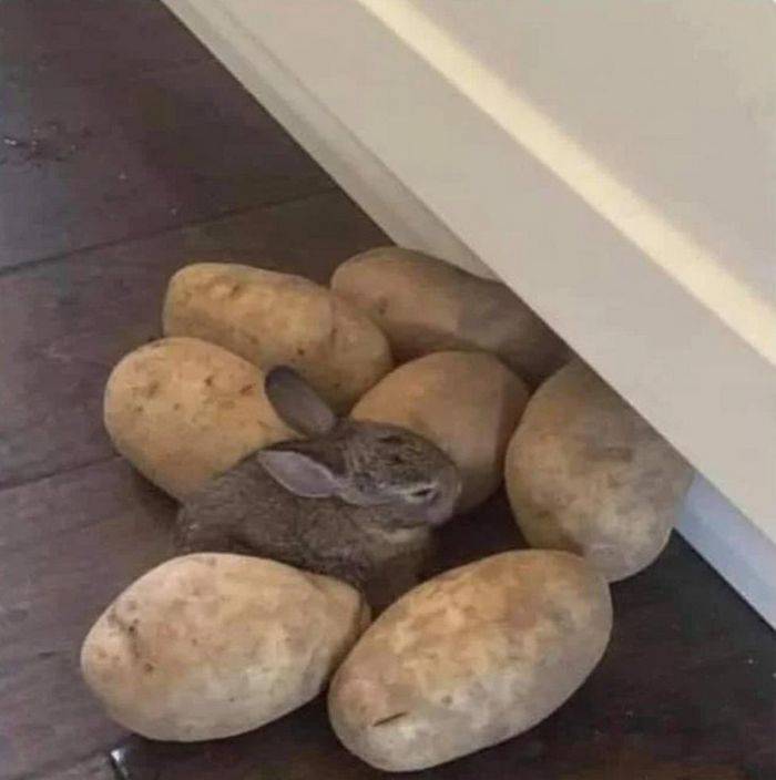 16 fotos que temos que olhar duas vezes para entender 14