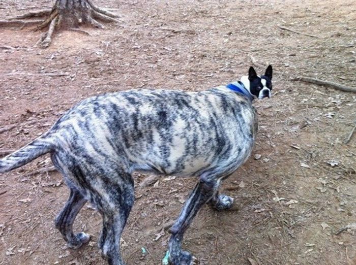 16 fotos que temos que olhar duas vezes para entender 15