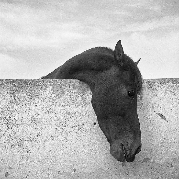 30 imagens mais impressionantes do reino animal para um pouco de entretenimento e risos 1