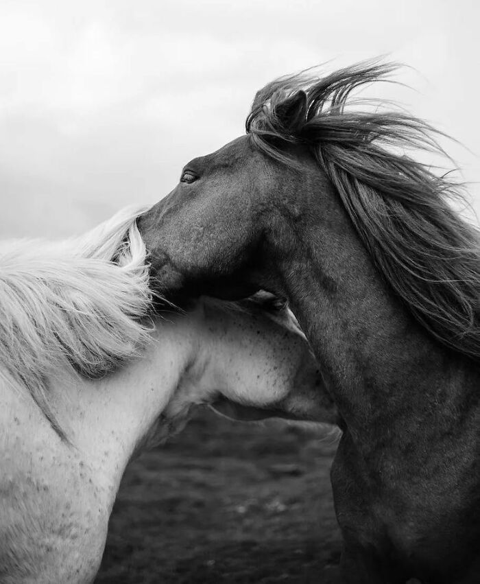 30 imagens mais impressionantes do reino animal para um pouco de entretenimento e risos 5