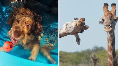 30 imagens mais impressionantes do reino animal para um pouco de entretenimento e risos 1