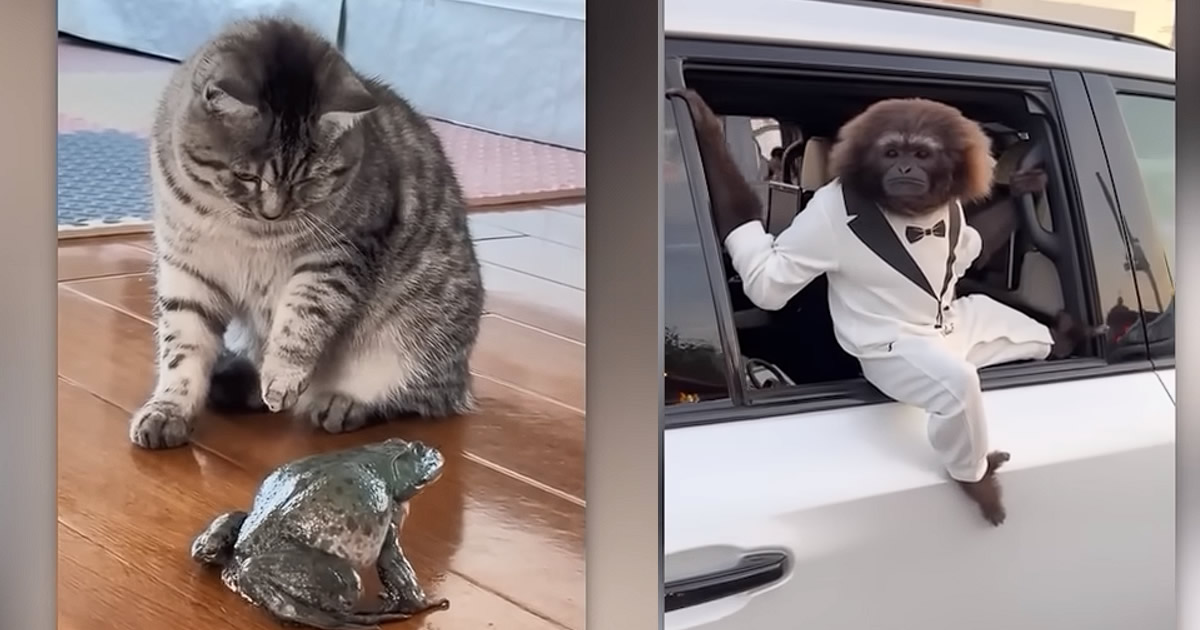 Momentos mais ridículos com animais apanhados pela câmera
