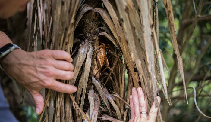 26 animais mais durões do mundo 23