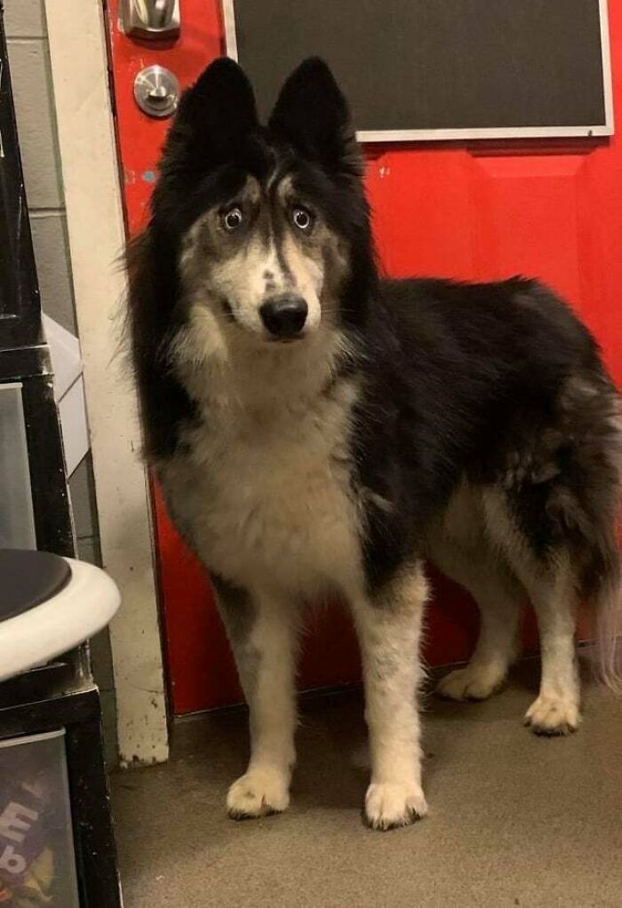 38 animais mais fofos com orelhas grandes 4