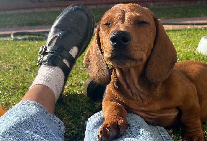 38 animais mais fofos com orelhas grandes 5