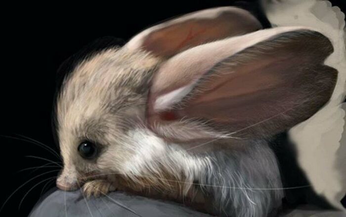 38 animais mais fofos com orelhas grandes 6