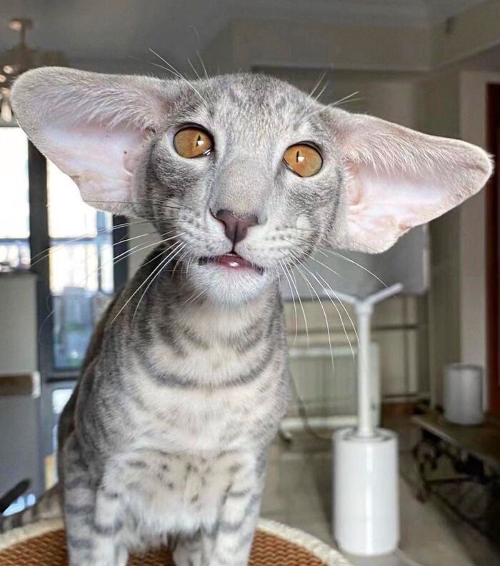 38 animais mais fofos com orelhas grandes 7