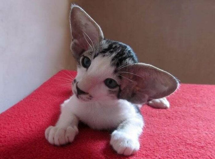 38 animais mais fofos com orelhas grandes 9
