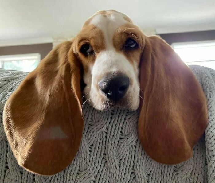 38 animais mais fofos com orelhas grandes 11