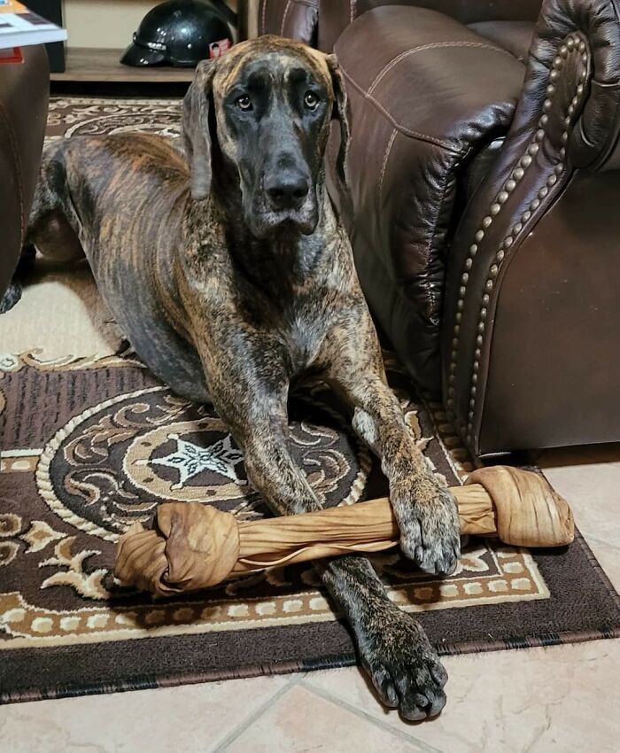 38 animais mais fofos com orelhas grandes 12