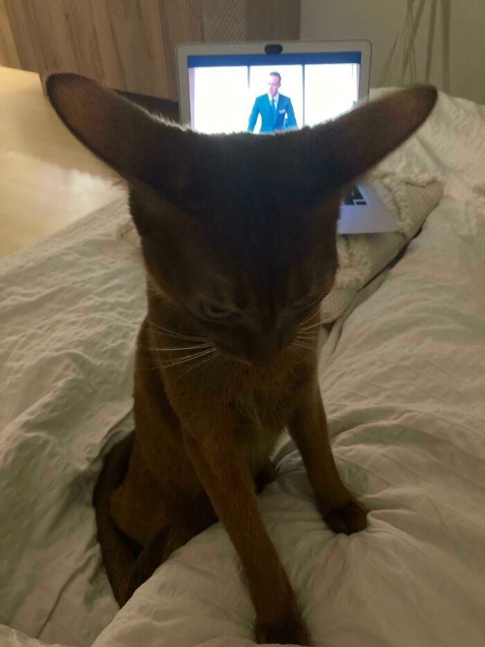 38 animais mais fofos com orelhas grandes 15