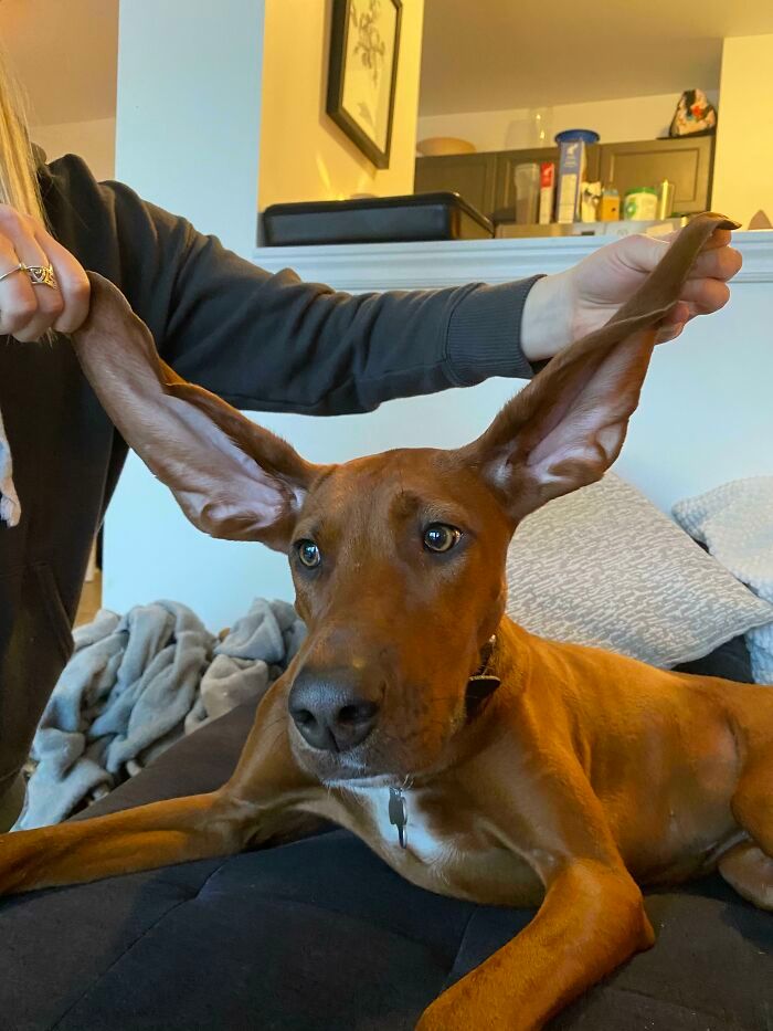 38 animais mais fofos com orelhas grandes 16