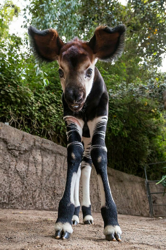 38 animais mais fofos com orelhas grandes 17