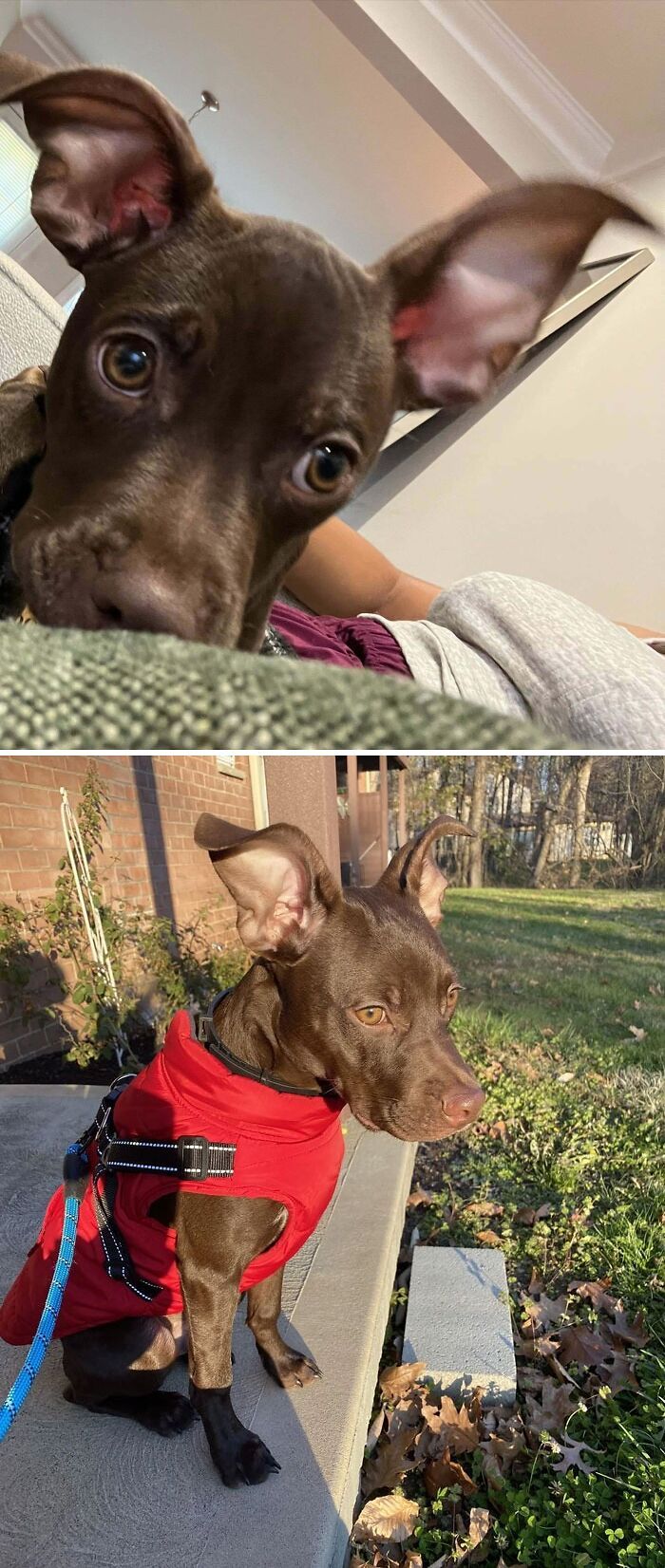 38 animais mais fofos com orelhas grandes 18