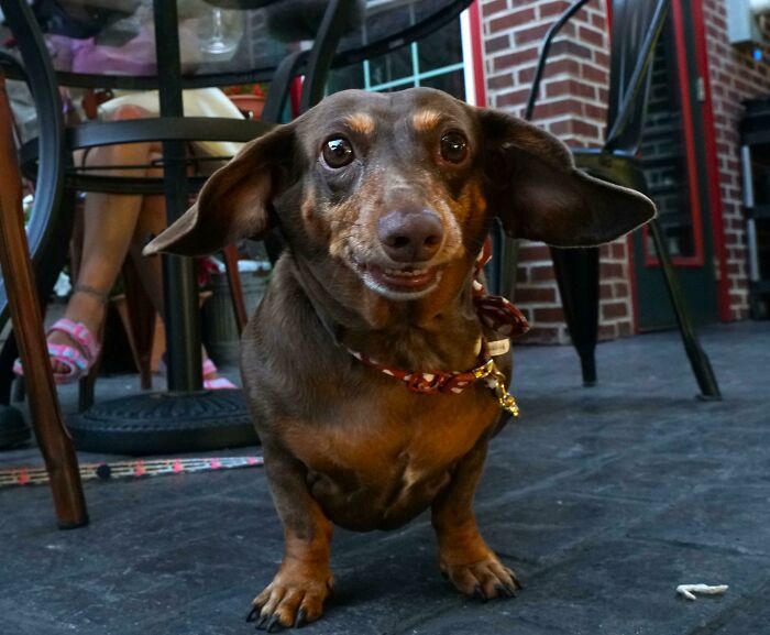 38 animais mais fofos com orelhas grandes 20