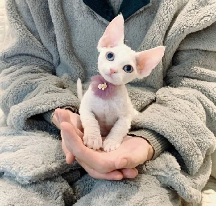 38 animais mais fofos com orelhas grandes 22