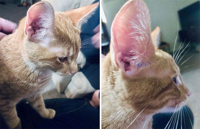 38 animais mais fofos com orelhas grandes 24