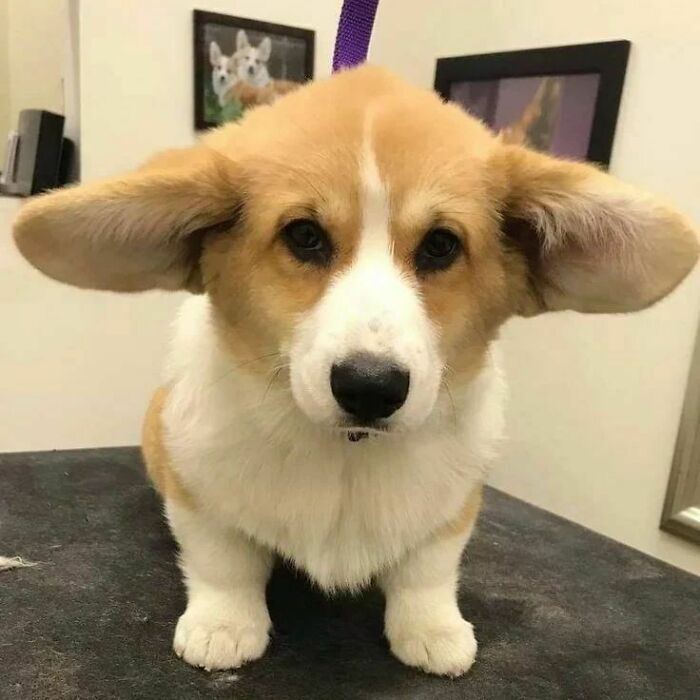 38 animais mais fofos com orelhas grandes 25