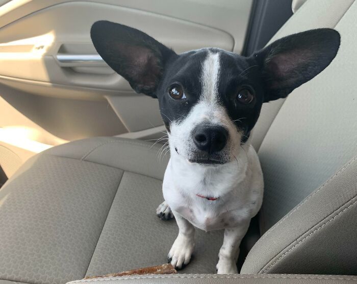 38 animais mais fofos com orelhas grandes 26