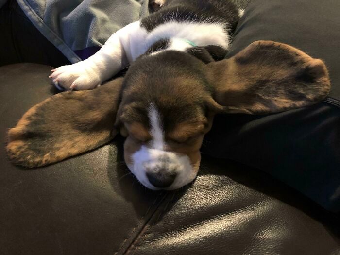 38 animais mais fofos com orelhas grandes 28