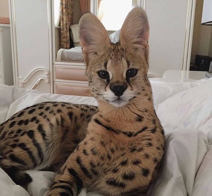 38 animais mais fofos com orelhas grandes 29