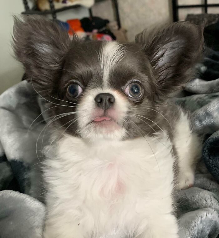 38 animais mais fofos com orelhas grandes 30