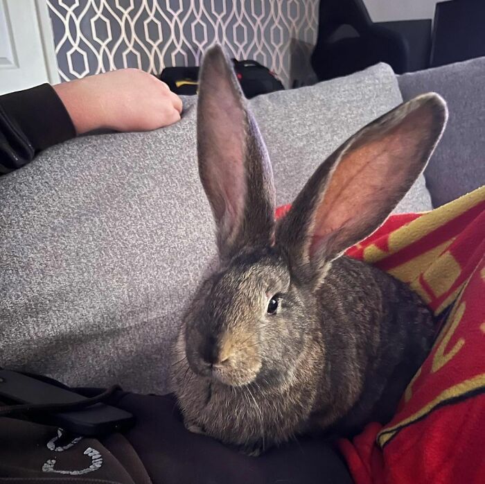 38 animais mais fofos com orelhas grandes 31