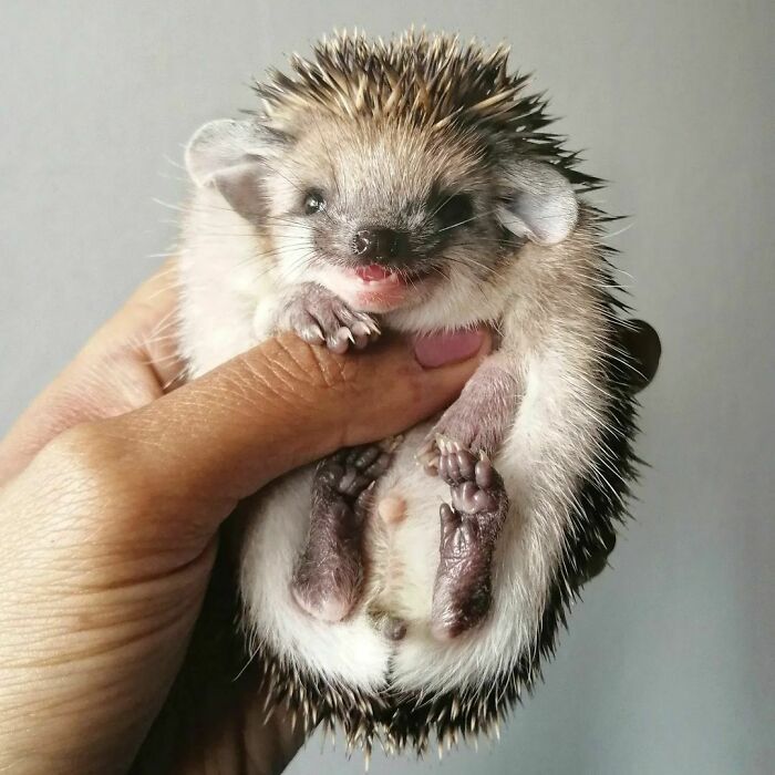 38 animais mais fofos com orelhas grandes 37