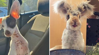 38 animais mais fofos com orelhas grandes 25