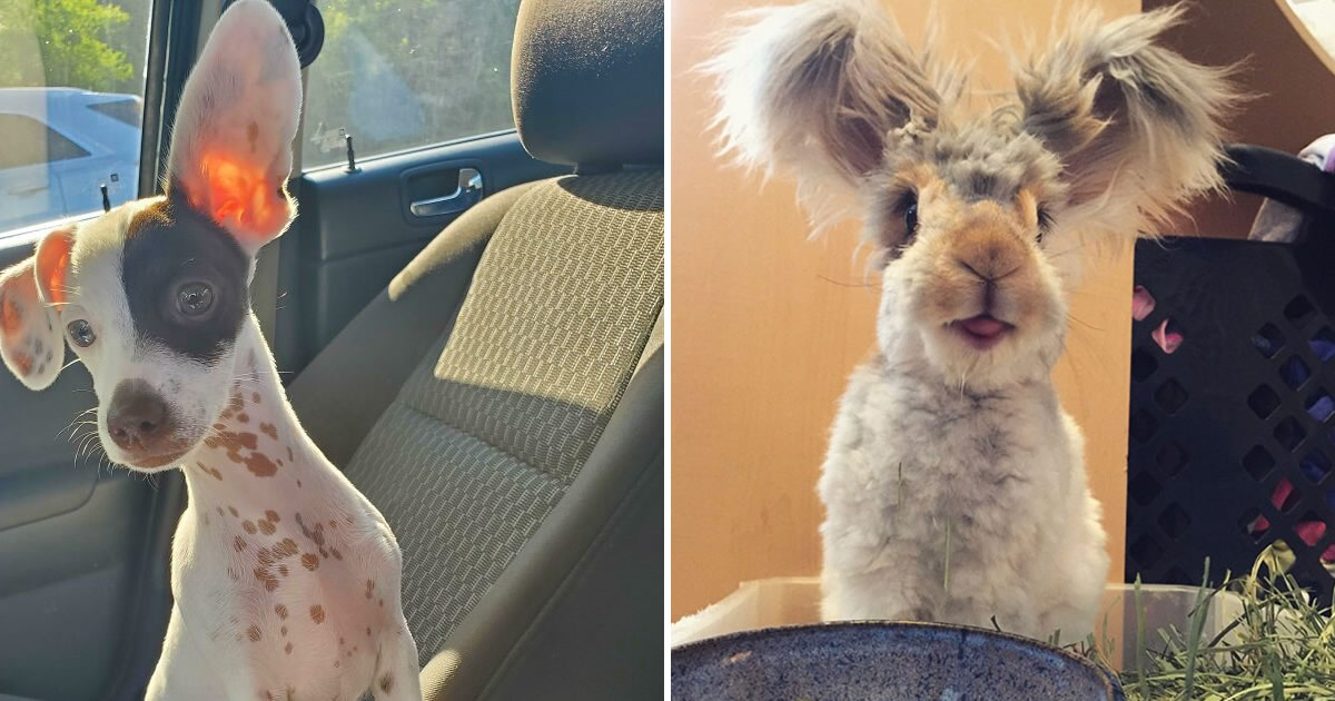 38 animais mais fofos com orelhas grandes