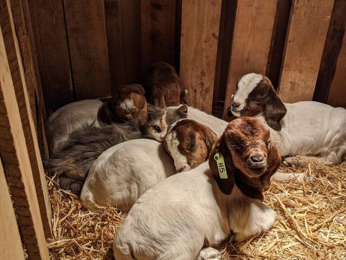 35 amizades animais inesperadas, mas lindas 4