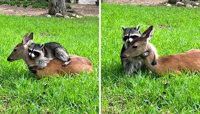 35 amizades animais inesperadas, mas lindas 9