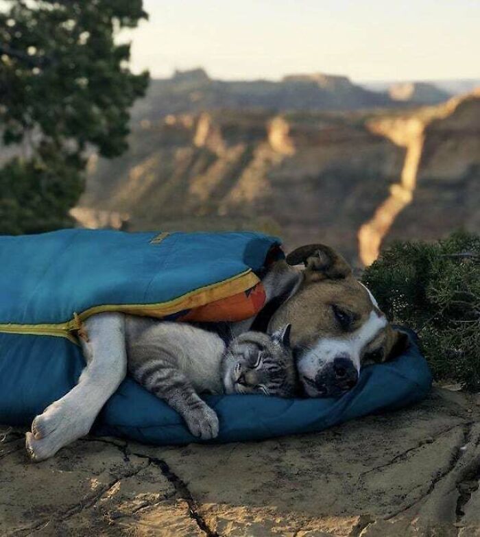 35 amizades animais inesperadas, mas lindas 12