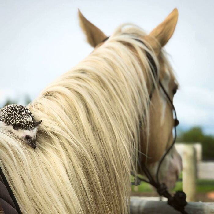 35 amizades animais inesperadas, mas lindas 13