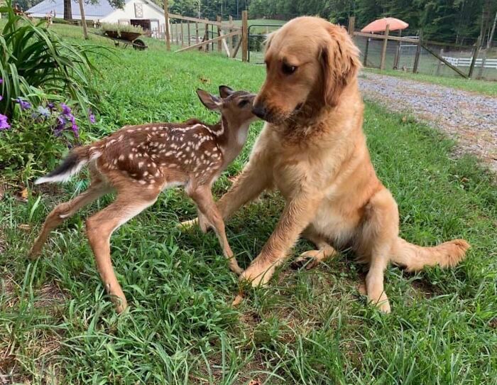 35 amizades animais inesperadas, mas lindas 24